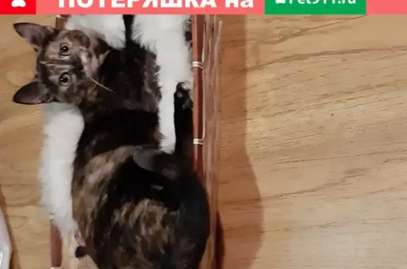 Кошки потеряшки, Москва, фото: Потеряшка кошка Буся в деревне Турейка, Наро-Фоминского района