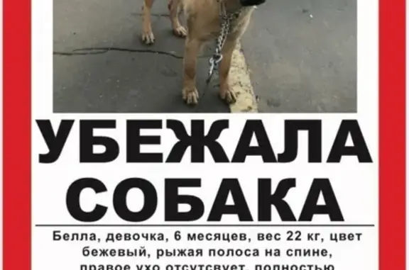 Собаки потеряшки, Москва, фото: Потеряшка собака в Мосрентгене