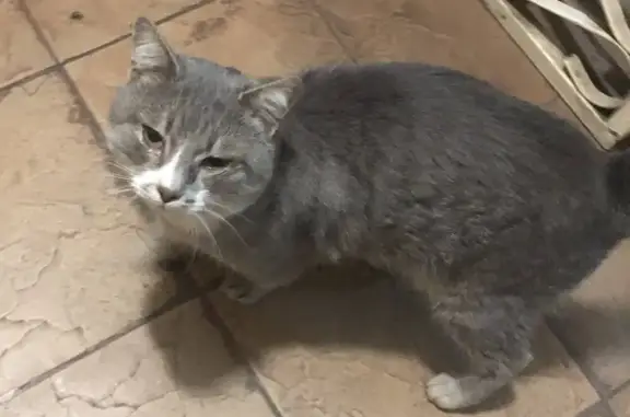 Найден кот: серо-дымчатого цвета в Москве