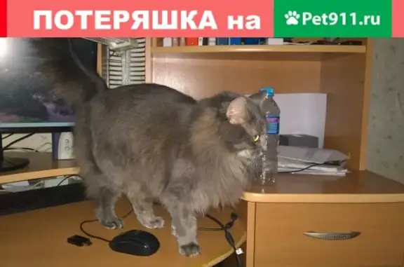 Кошки потеряшки, Малоярославец, фото: Потеряшка серая кошка в Малоярославце, ул. Заводская