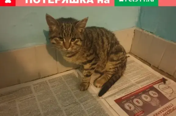 Найдена домашняя кошка возле м. Беломорская