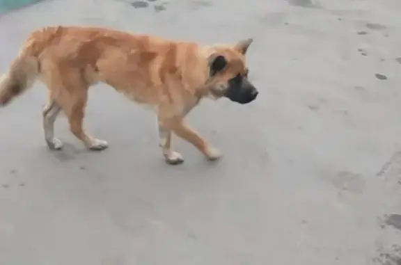 Найдена собака на Рождественской 31 в Москве
