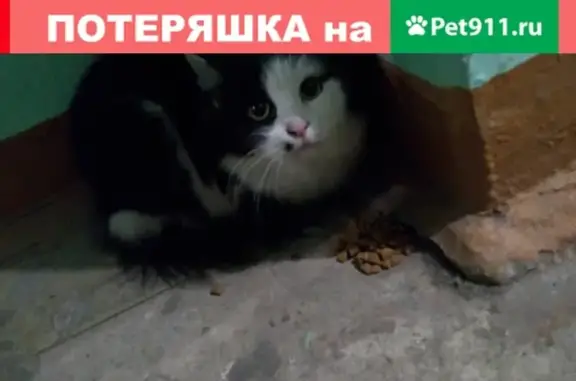 Найдена кошка на Пролетарской улице