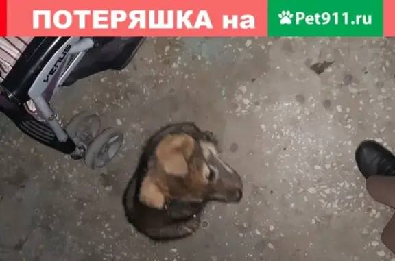 Найден щенок на ул. Галии Кайбицкой в Казани