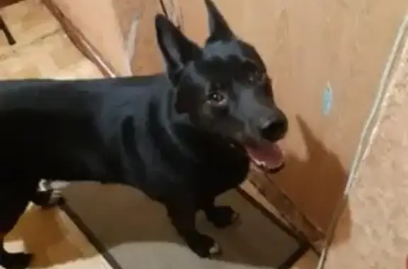 Собаки потеряшки, Санкт-Петербург, фото: Потеряшка собака Арчи в Пригородном, Ленинградская область