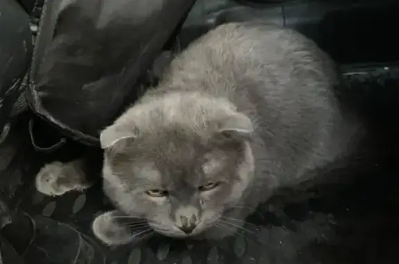 Найден котик на Острякова 156, Севастополь.