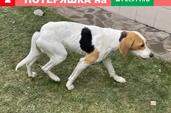 Найдена собака в Рогожинском парке, ищем хозяев (Тула)