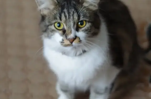 Кошки потеряшки, Кострома, фото: Потеряшка кошка на ул. Новополянская в Костроме