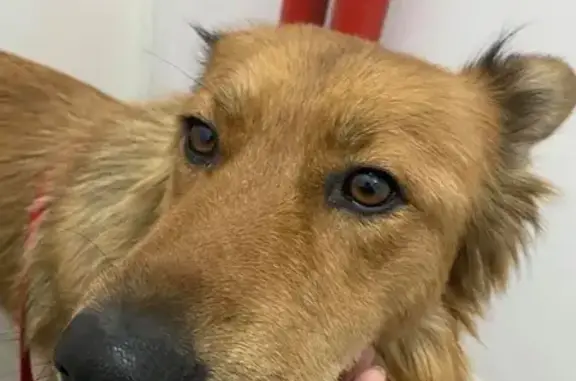 Найдена собака в Москве, район Аэропорт, ищу хозяина.