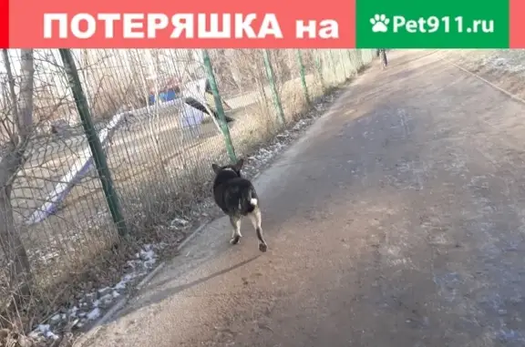Собака с ошейником найдена в Казани, Республика Татарстан