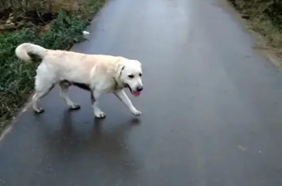 Найдена добрая собака в Чепелёво