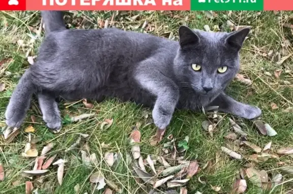 Найден котейка на Ростовском шоссе 36
