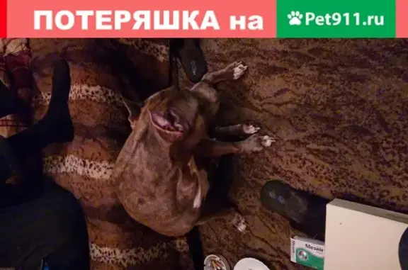 Собаки потеряшки, Москва, фото: Потеряшка собака на Солнечногорской улице, Москва