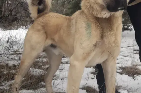 Пропала агрессивная собака породы Гамп в Власьево