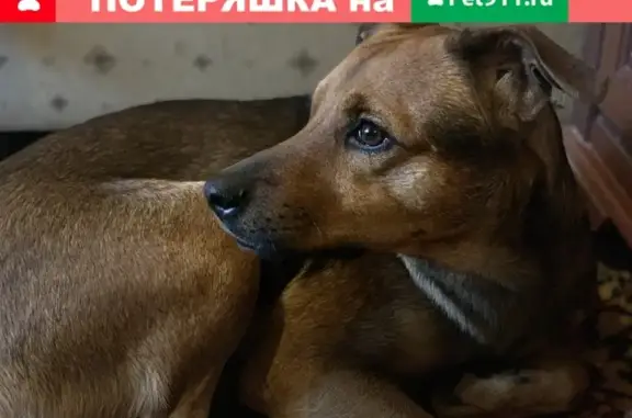 Собака Мальчик найдена на улице Серафимовича в Ростове-на-Дону