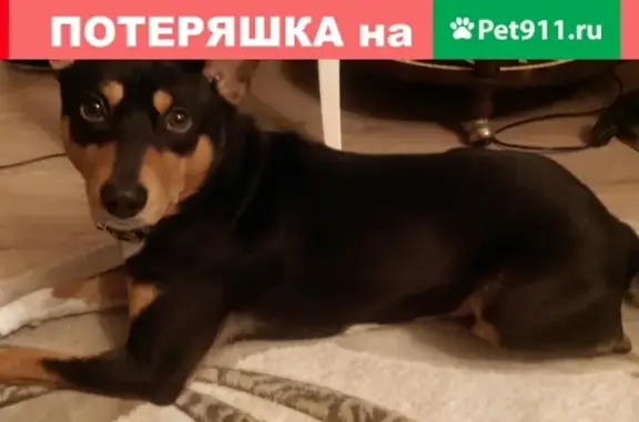 Пропала собака Арчи в Лотошинском районе Московской области
