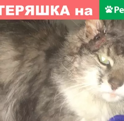 Найден пушистый кот на ул. Горчакова, Москва