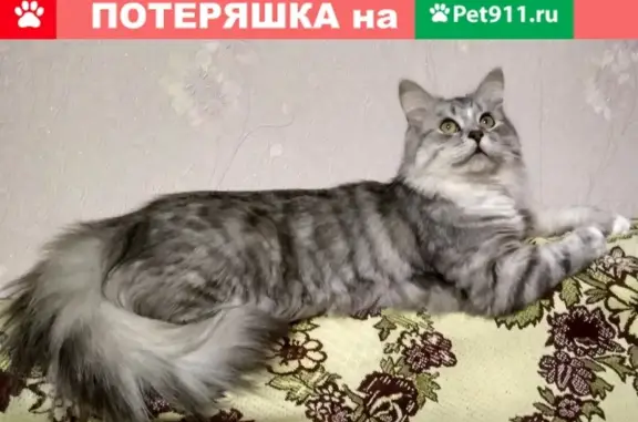 Кошки потеряшки, Нарышкино, фото: Потеряшка кот Виска в Нарышкино, Орловская область