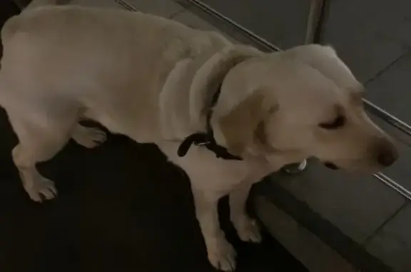 Найдена собака возле метро Беляево, нужны хозяева!
