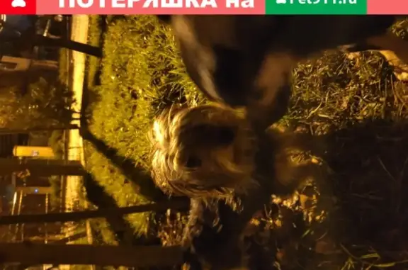 Собака Йорк найдена в Садах Калинина, Краснодар