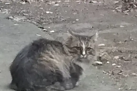 Найдена кошка на ул. Докукина, Ростокино