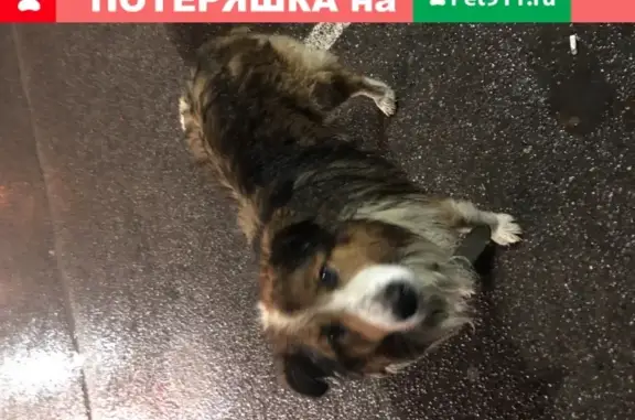 Найдена крупная собака возле заправки shell в Мистолово
