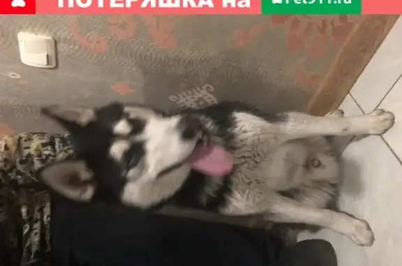 Собака Хаски найдена в Ярославле на улице Наумова