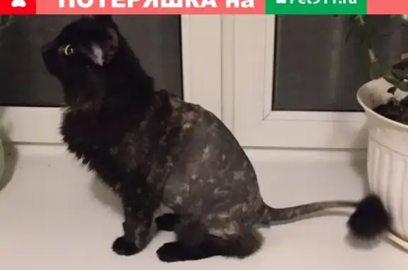 Кошки потеряшки, Нижний Новгород, фото: Потеряшка черная кошка на ул. Обухова 51
