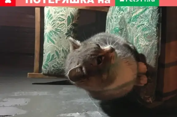 Найдена кошка у метро Новогиреево в Москве