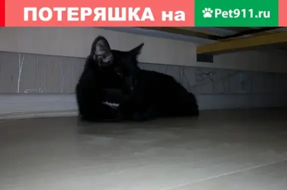 Найдена чёрная кошка на ул. Гагарина, д. 11