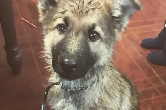 Найден щенок на улице Ерёменко, Ростов-на-Дону