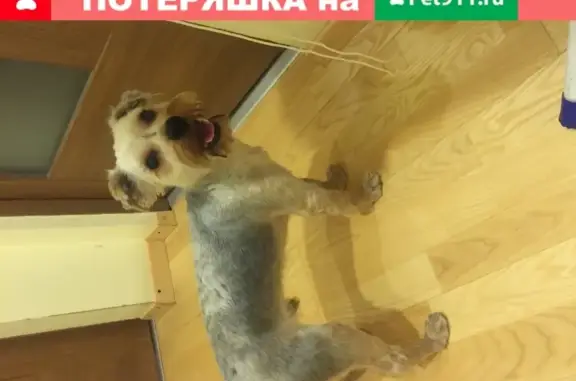 Собака йоркширского терьера найдена на Алтуфьевском шоссе, Москва
