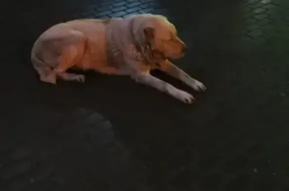 Найдена собака Алабай в пос. ВНИИССОК.