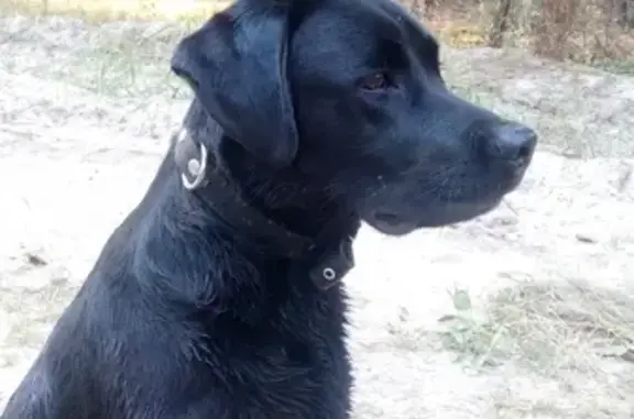 Собаки потеряшки, Липецк, фото: Потеряшка черный лабрадор в Липецке!