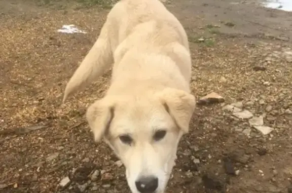 Пропала собака в Новофрязино, Московская обл.