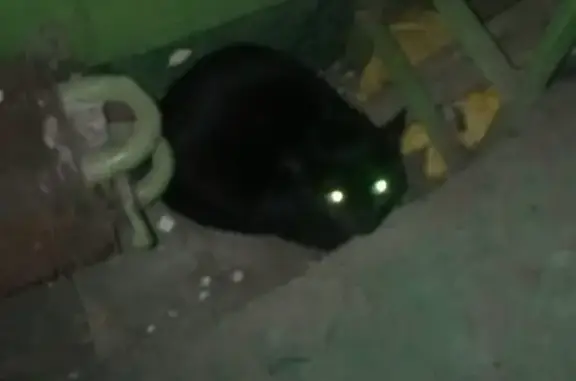 Найдена черная кошка на Олимпийском проспекте, Мытищи (контакты внутри)