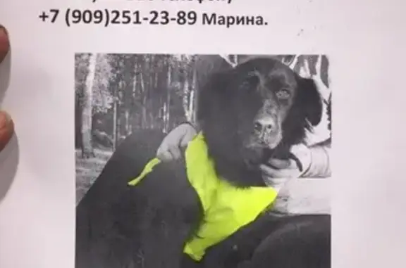 Пропала собака Альма в Кривском, Калужская обл.