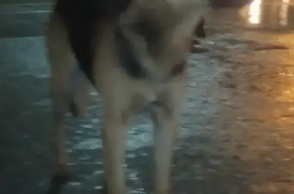 Найдена собака на Российской, Краснодар