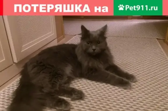 Найден серый кот с пушистым хвостом в Екатеринбурге