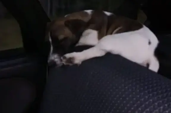 Собаки потеряшки, Томск, фото: Потеряшка собака в Томске, район Каштак