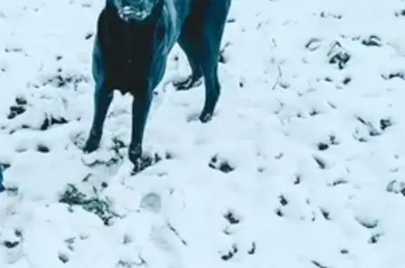 Пропала собака Лорд в Куйвози, Ленинградская область