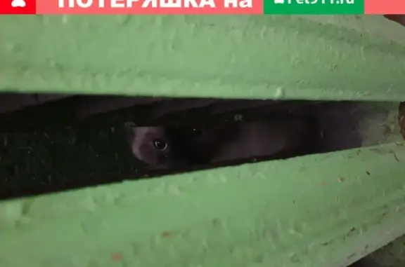 Найдена кошка на ул. Милиционера Власова, 25, Пермь
