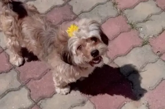 Собаки потеряшки, Абрамовка, фото: Потеряшка собака 