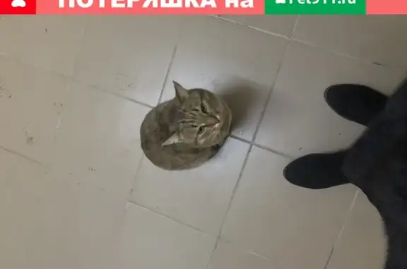 Найдена домашняя кошка на ул. Поляничко