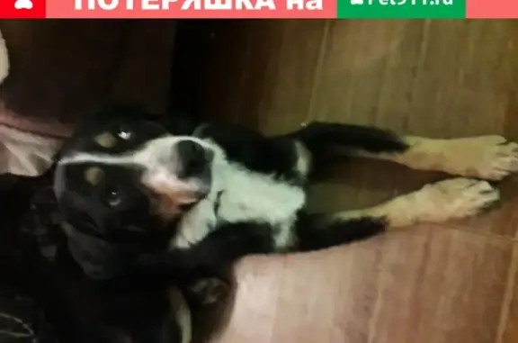 Собака Зенненхунд без ошейника на улице Бабушкина, Москва