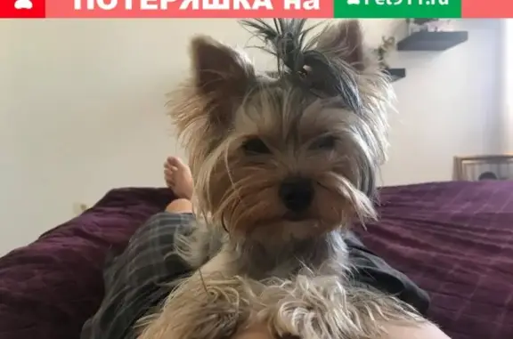 Пропала собака на ул. Никольская 15А, вознаграждение в Ессентуках