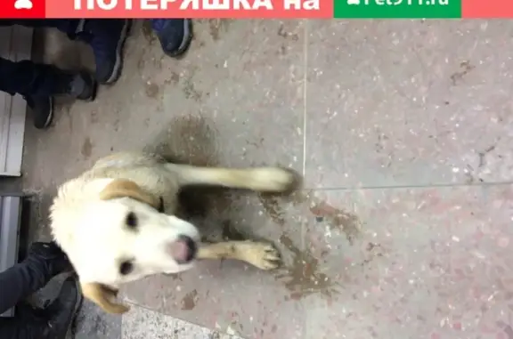Найден щенок лабрадор в ТЗР районе Старт, Волгоград