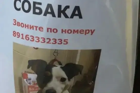 Найдена собака в Химках, ул. Мельникова, д.19