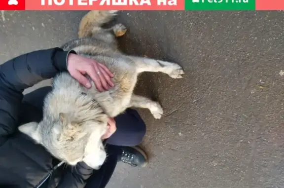 Собака найдена на станции Одинцово.