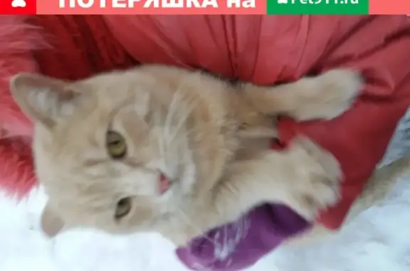 Рыжий кот найден в подвале: Мира, 37, Сургут